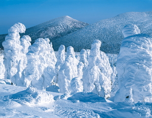 Zao's ice-covered trees